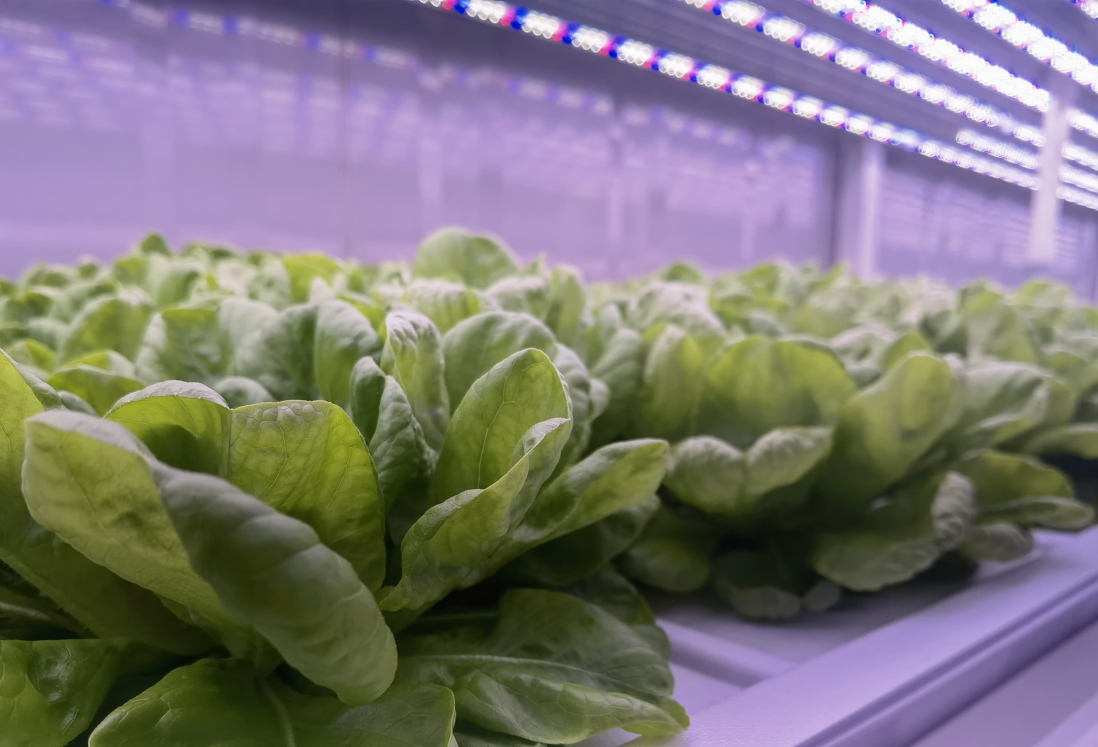Multi-layer Vertical Farming Facility